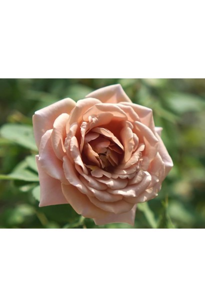 Троянда бежево-лілова Стефан Руло